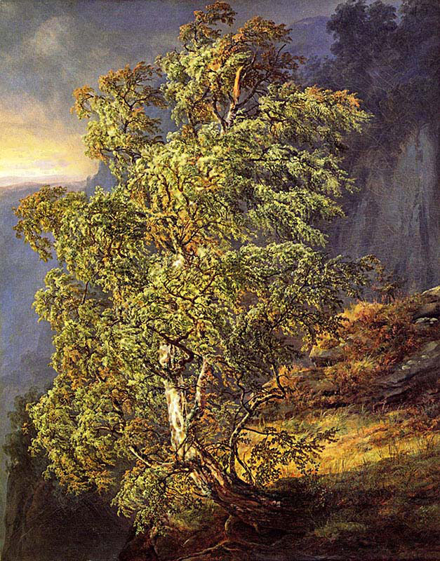 Birch in Storm
